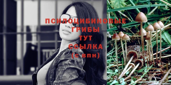 прущие грибы Абаза